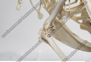 hen skeleton 0087